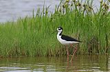 Black-necked Stilt